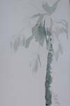 Steinhatchee_palm06