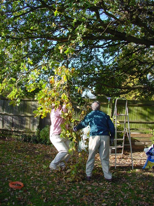 DSC06497SwingingFromTheTree