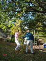 DSC06497SwingingFromTheTree