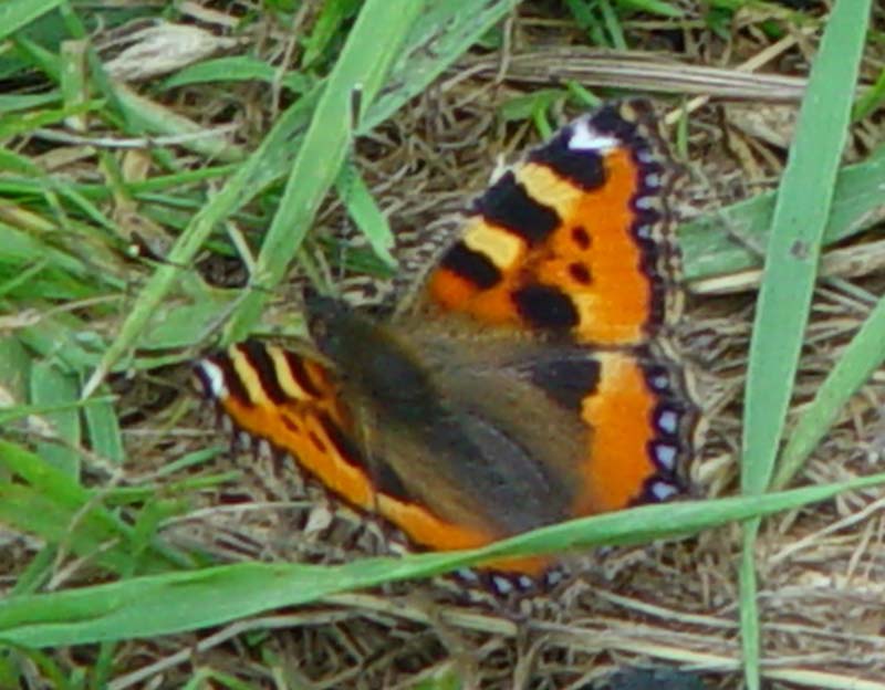 DSC12123smalltortoiseshell