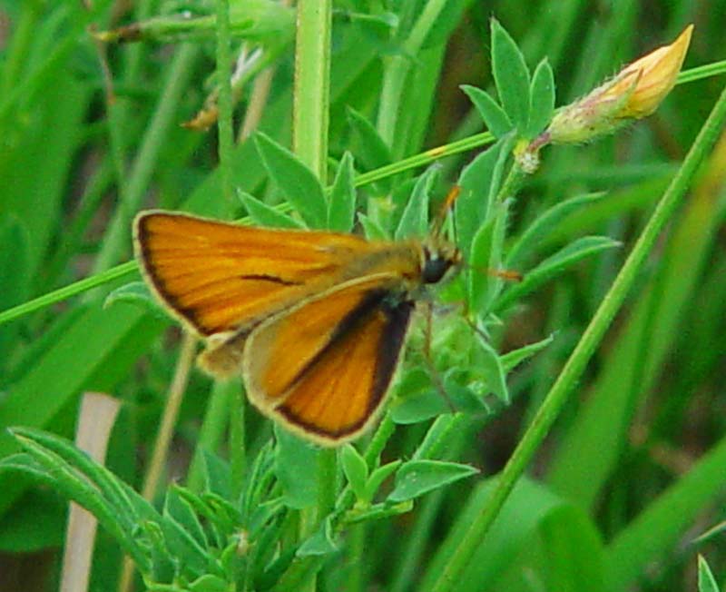 DSC12138Skipper