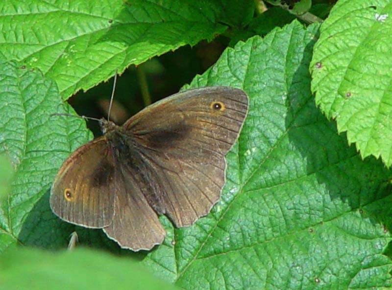 DSC12260MeadowBrown