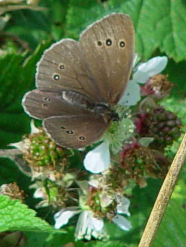 DSC12261Ringlet