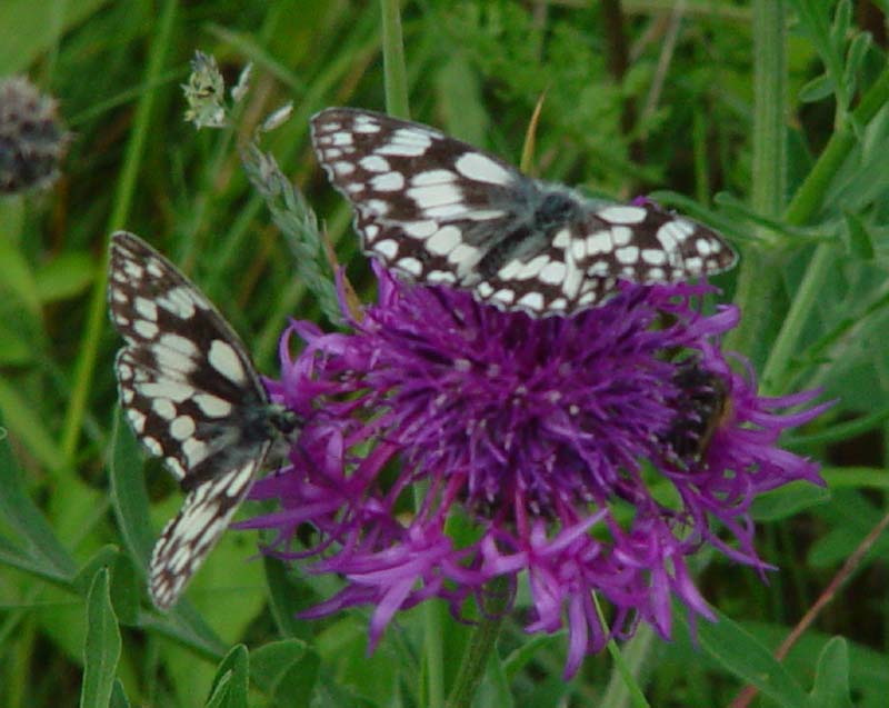 DSC12280MarbledWhites