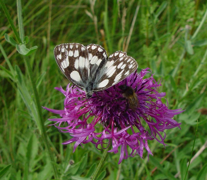 DSC12306MarbledWhiteBee