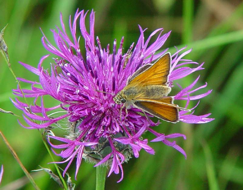 DSC12319SmallSkipper