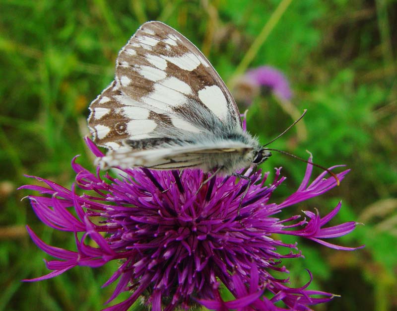 DSC12370MarbledWhite