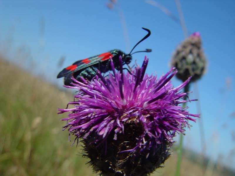 DSC12612BurnetMoth