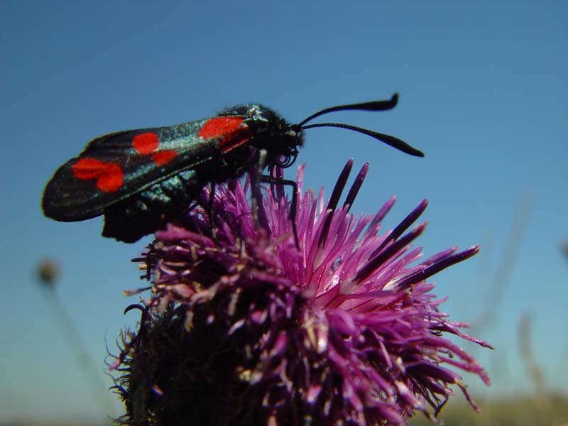 DSC12630BurnetMoth