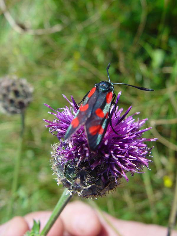 DSC12642BurnetMoth