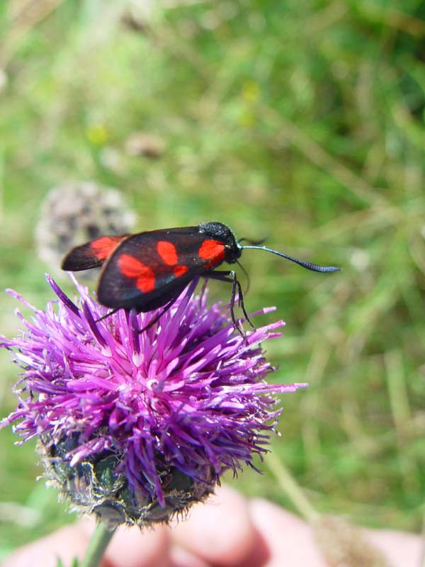 DSC12644BurnetMoth