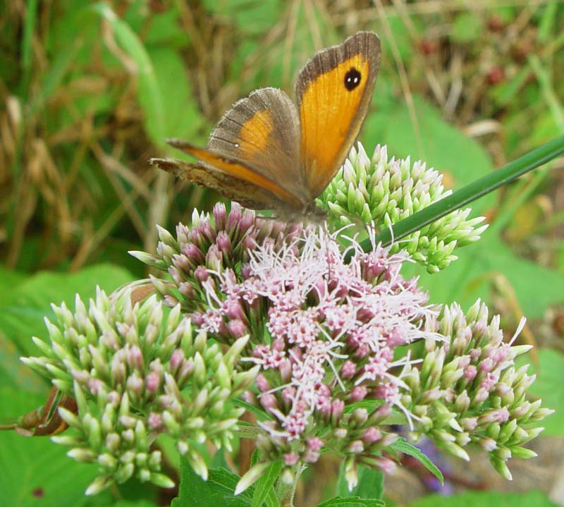 DSC12835Gatekeeper