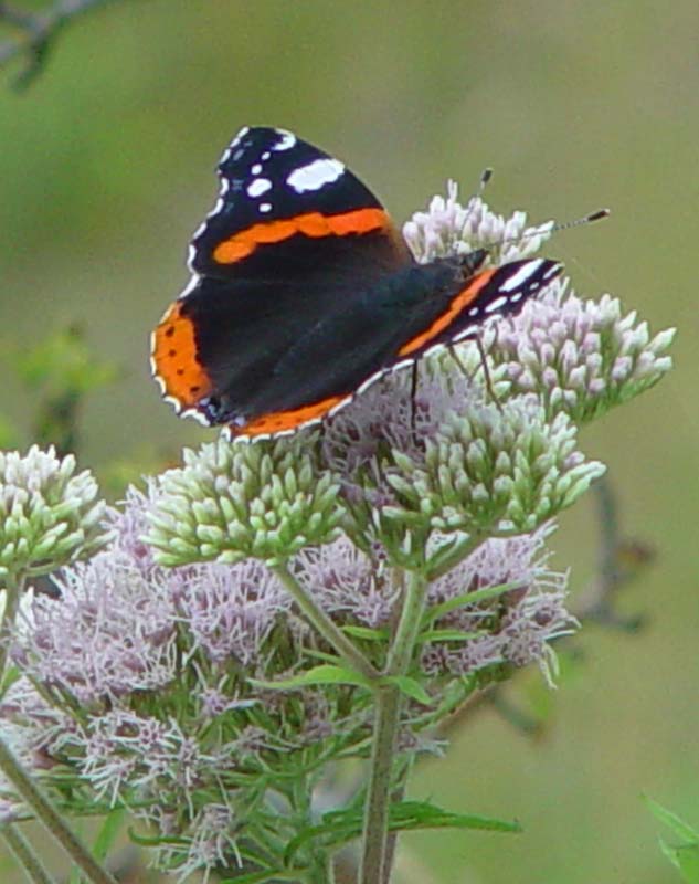 DSC12838RedAdmiral