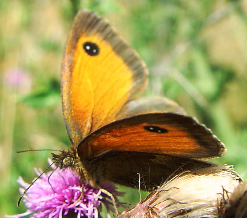 DSC12877Gatekeeper