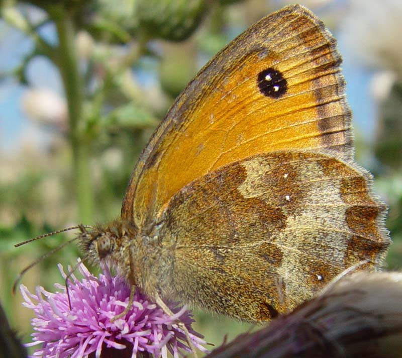 DSC12878Gatekeeper2