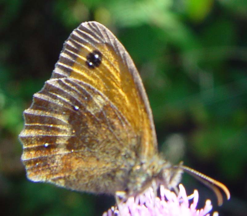 DSC12885Gatekeeper