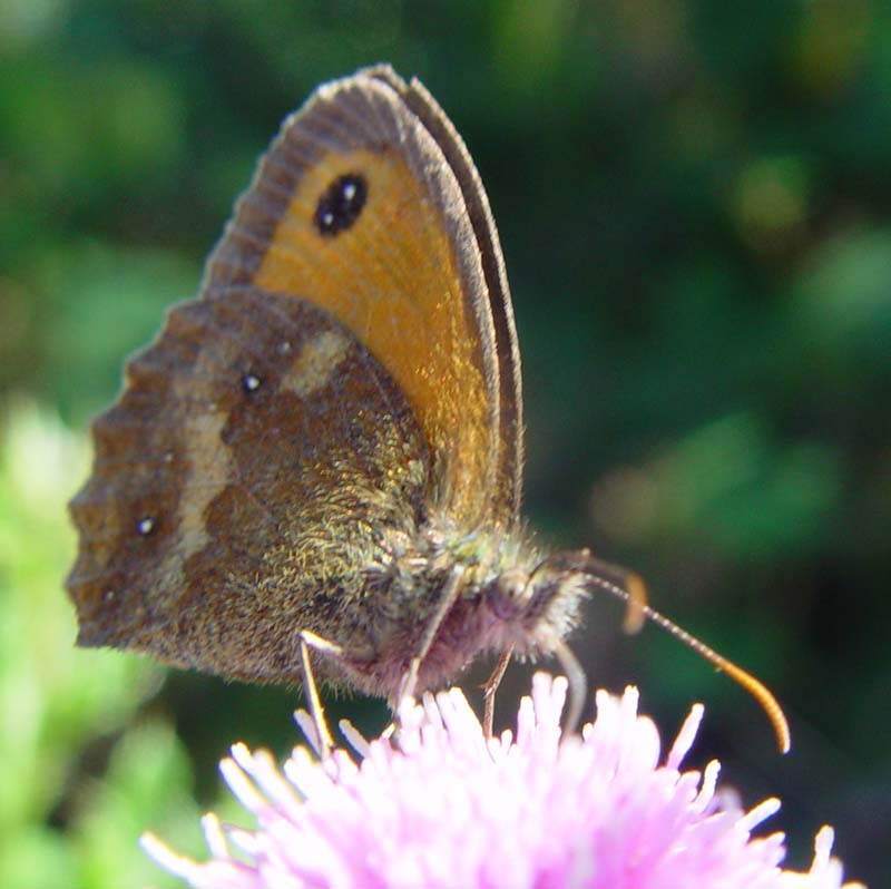 DSC12890Gatekeeper