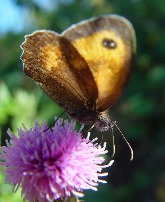 DSC12892Gatekeeper