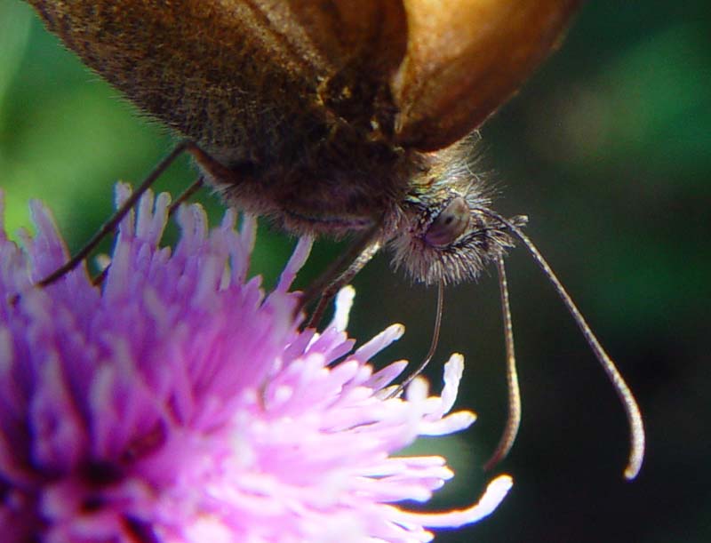 DSC12892Gatekeeper2