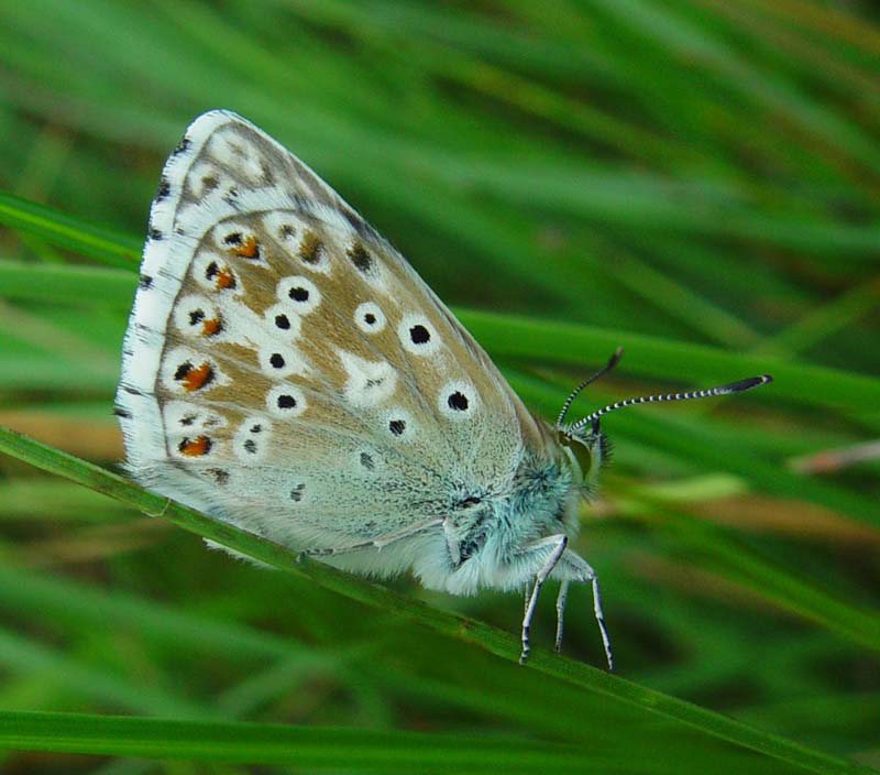 DSC12994ChalkhillBlue