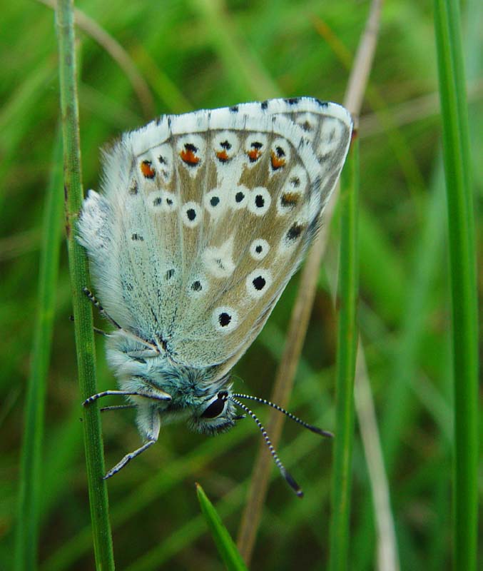 DSC13000ChalkhillBlue