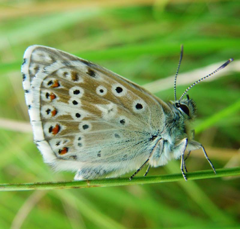 DSC13004ChalkhillBlue