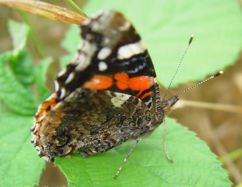 DSC13029RedAdmiral