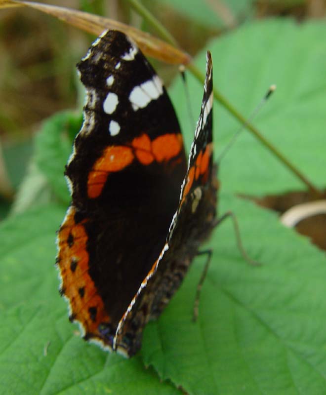 DSC13033RedAdmiral