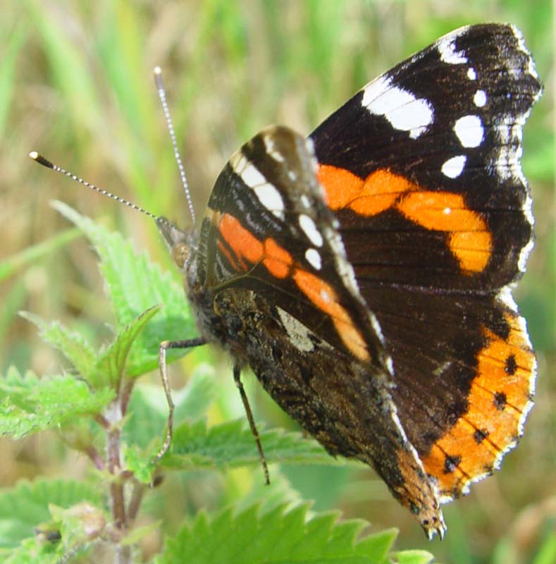 DSC13043RedAdmiral2