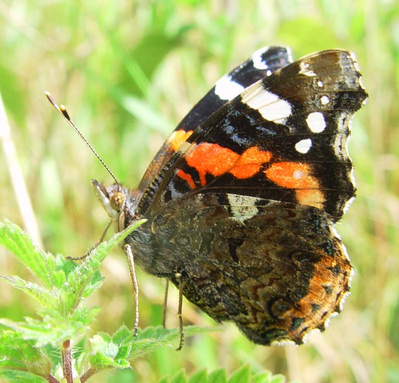 DSC13046RedAdmiral