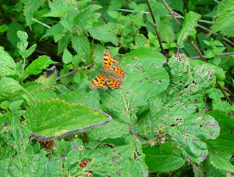 DSC13066Comma