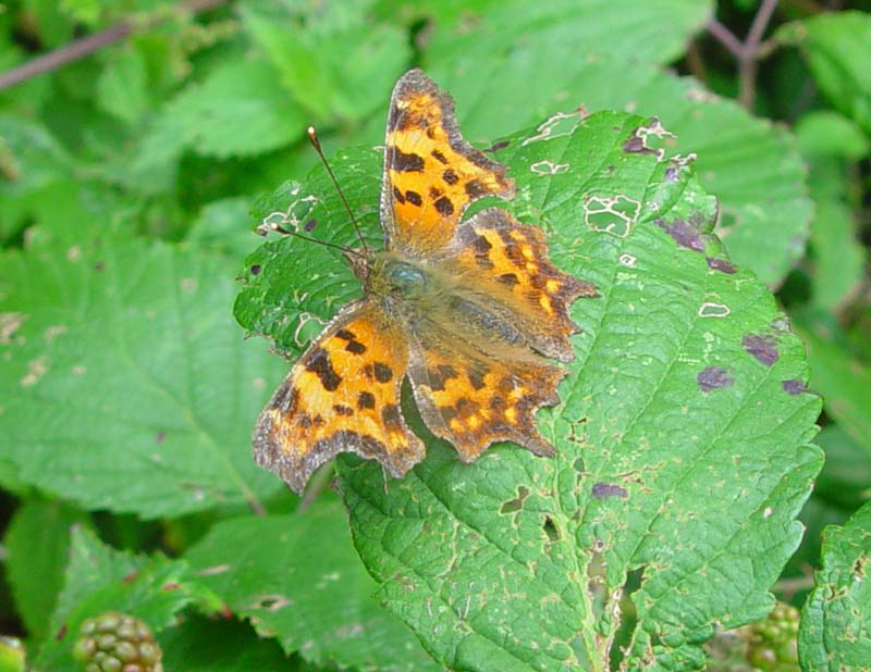 DSC13067Comma