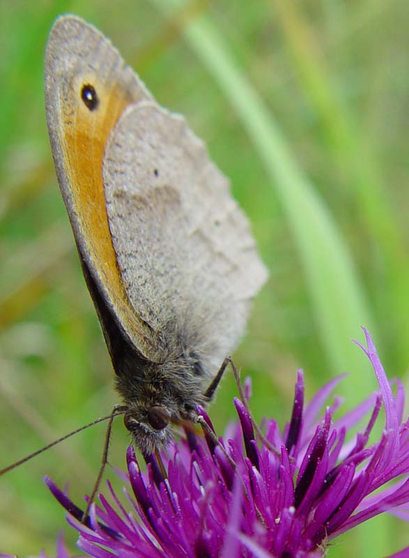 DSC13233Gatekeeper1