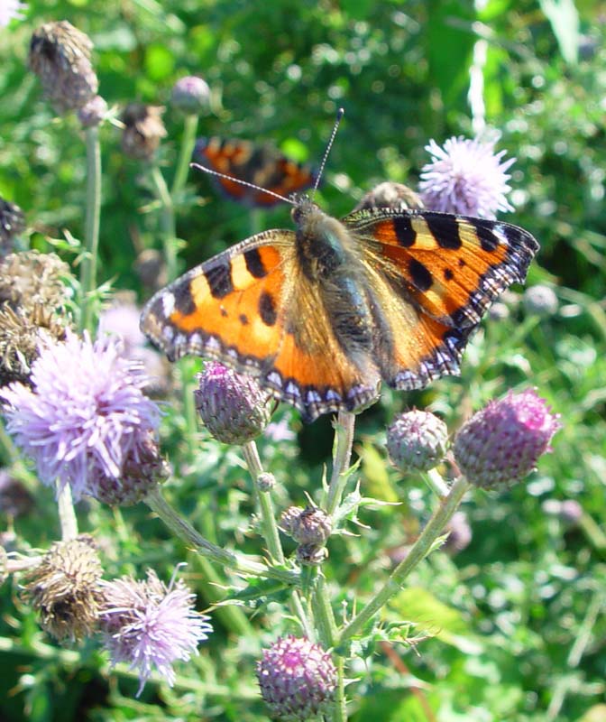 DSC13295SmallTortoiseshell