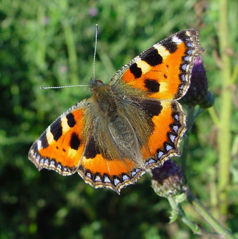 DSC13312SmallTortoiseshell