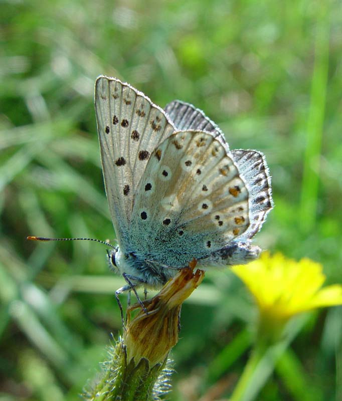 DSC13429ChalkHillBlue