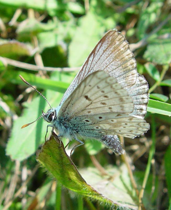 DSC13442ChalkHillBlue