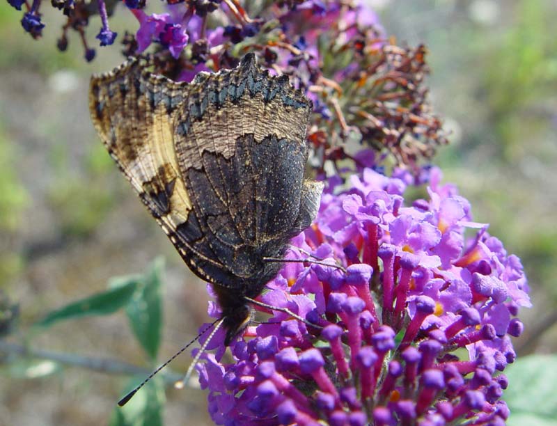 DSC13463SmallTortoiseshell