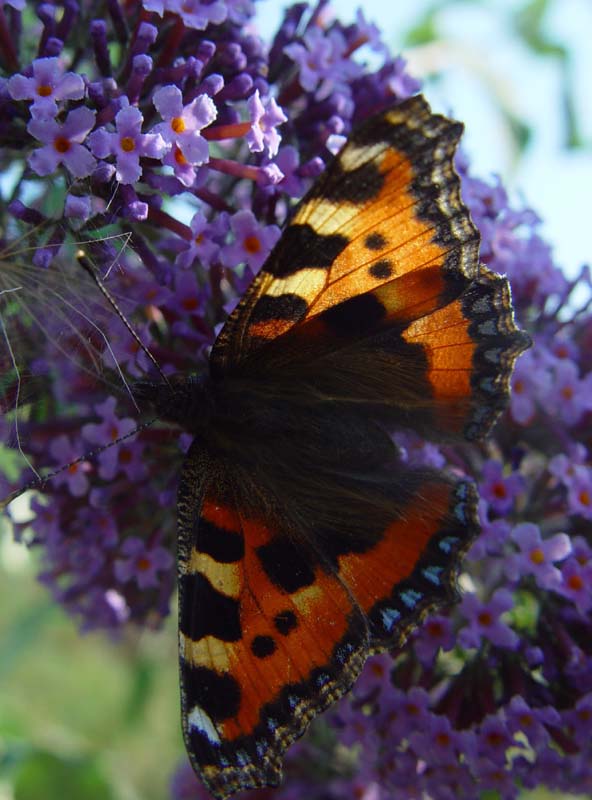 DSC13480SmallTortoiseshell