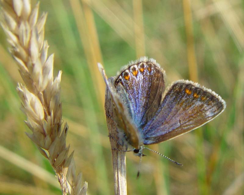 DSC13512ChalkHillBlue