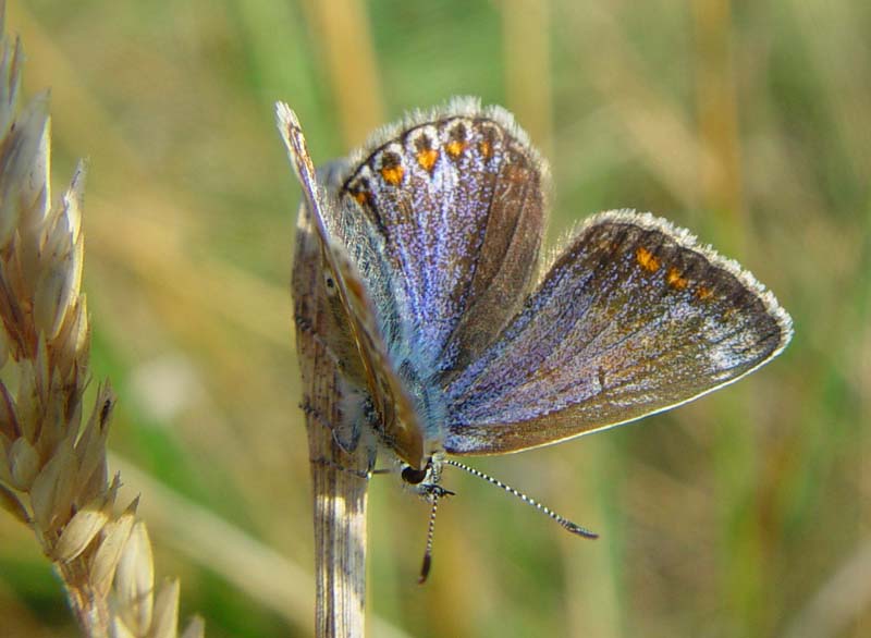 DSC13514ChalkHillBlue