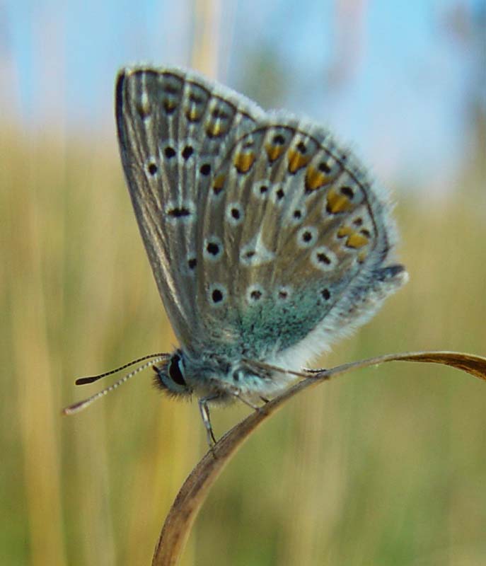 DSC13516ChalkHillBlue