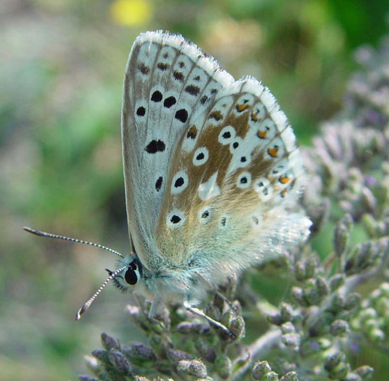 DSC13552ChalkHillBlue