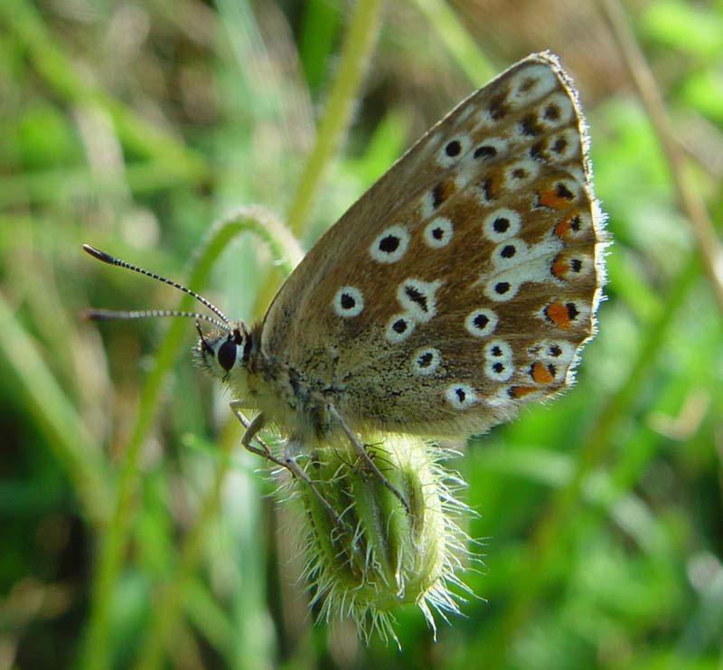 DSC13565ChalkHillBlueFemale