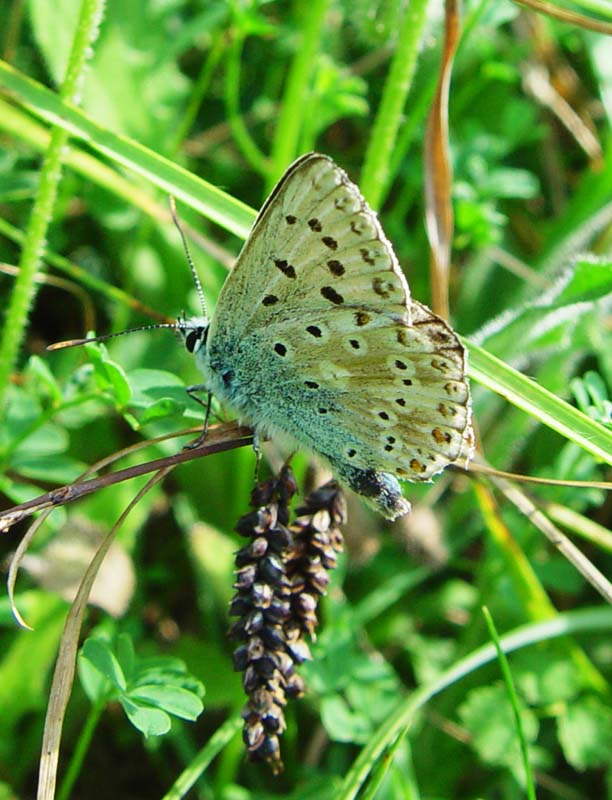 DSC13581ChalkHillBlue