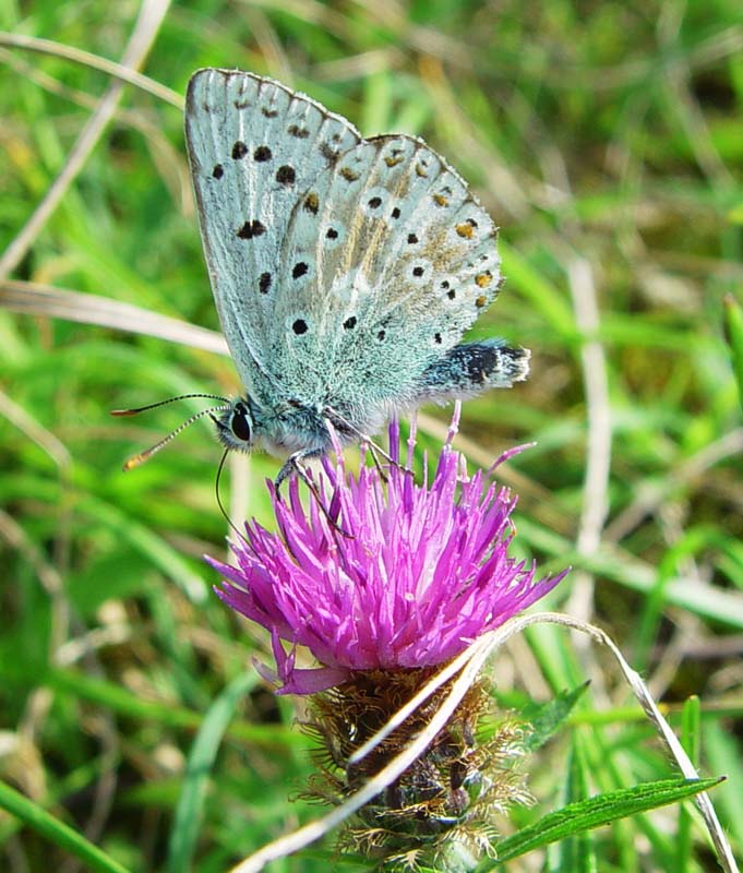 DSC13583ChalkHillBlue