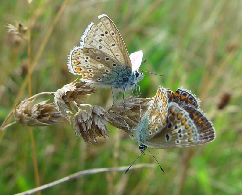 DSC13615CommonBlueCouple