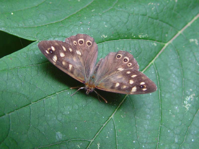 DSC13646SpeckledWood