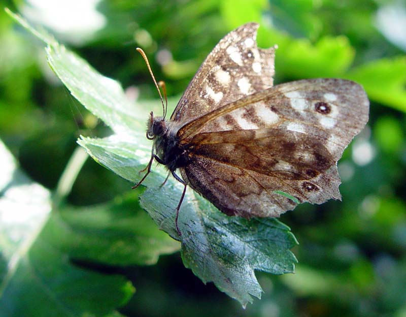 DSC13659RaggedSpeckledWood