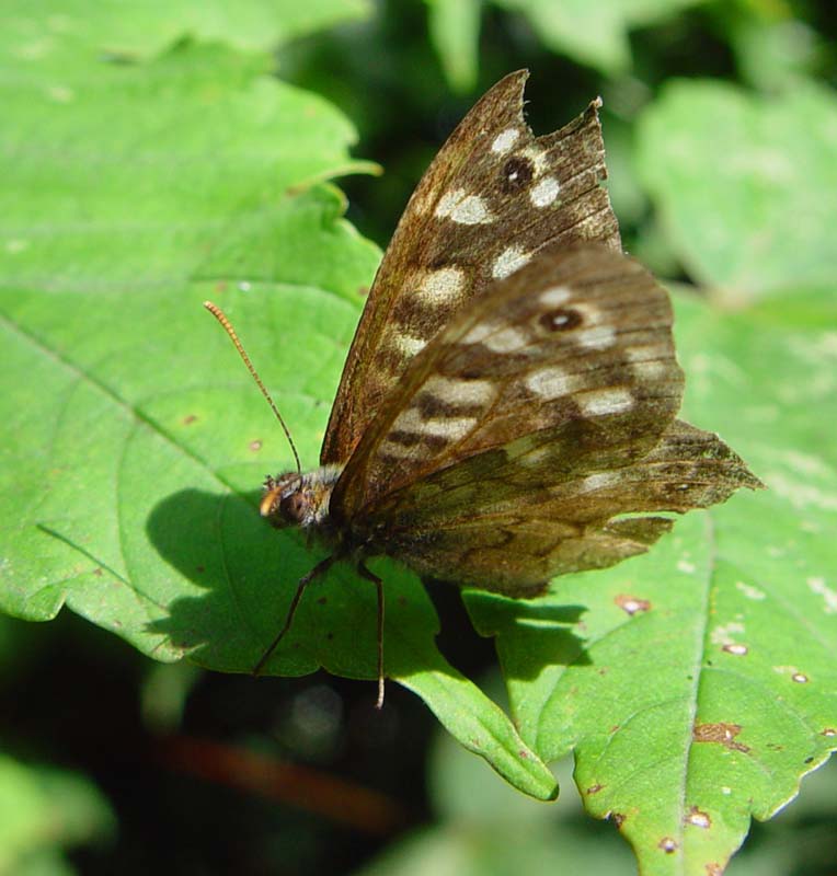 DSC13664RaggedSpeckledWood